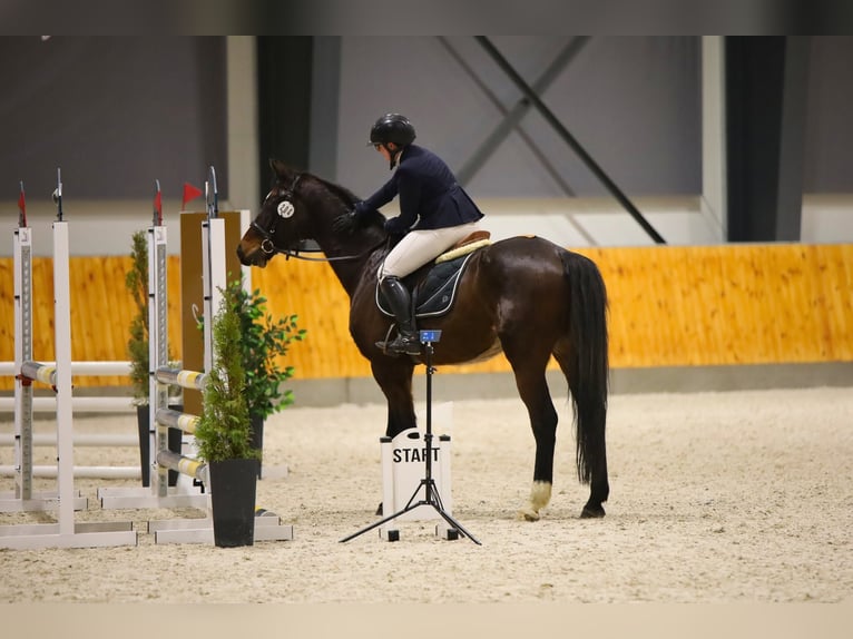 Oldenbourg Hongre 14 Ans 167 cm Bai brun foncé in Rydzyna