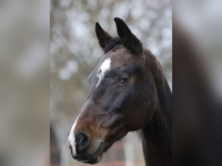 Oldenbourg Hongre 14 Ans 167 cm Bai brun foncé in Rydzyna