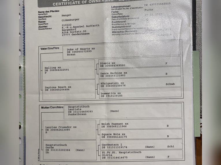 Oldenbourg Hongre 14 Ans 168 cm Alezan in Müden (Aller)