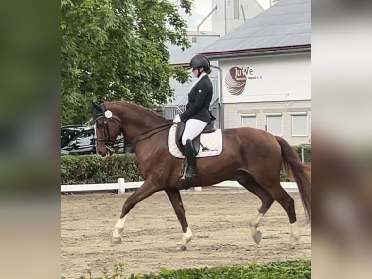 Oldenbourg Hongre 14 Ans 170 cm Alezan brûlé in GundelfingenGundelfingen