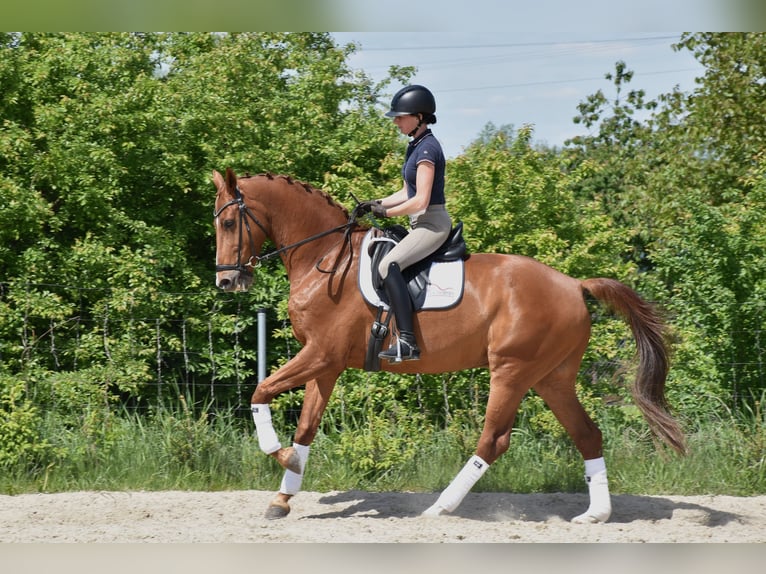 Oldenbourg Hongre 14 Ans 170 cm Alezan in Prag