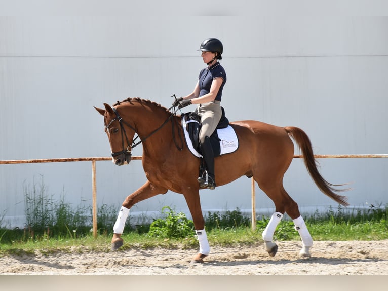 Oldenbourg Hongre 14 Ans 170 cm Alezan in Prag