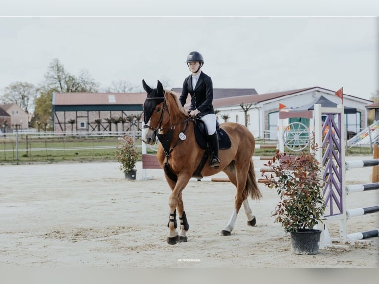 Oldenbourg Hongre 14 Ans 170 cm Alezan in Neustadt (Dosse)