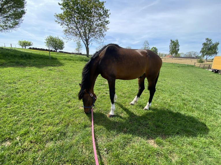 Oldenbourg Hongre 14 Ans 170 cm Bai in Eppingen