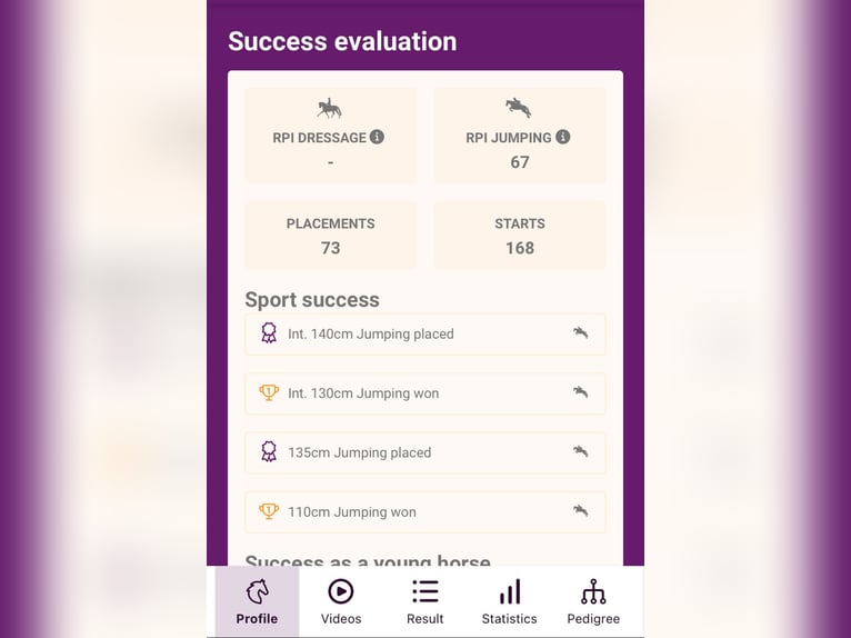 Oldenbourg Hongre 14 Ans 170 cm Gris in Porrentruy