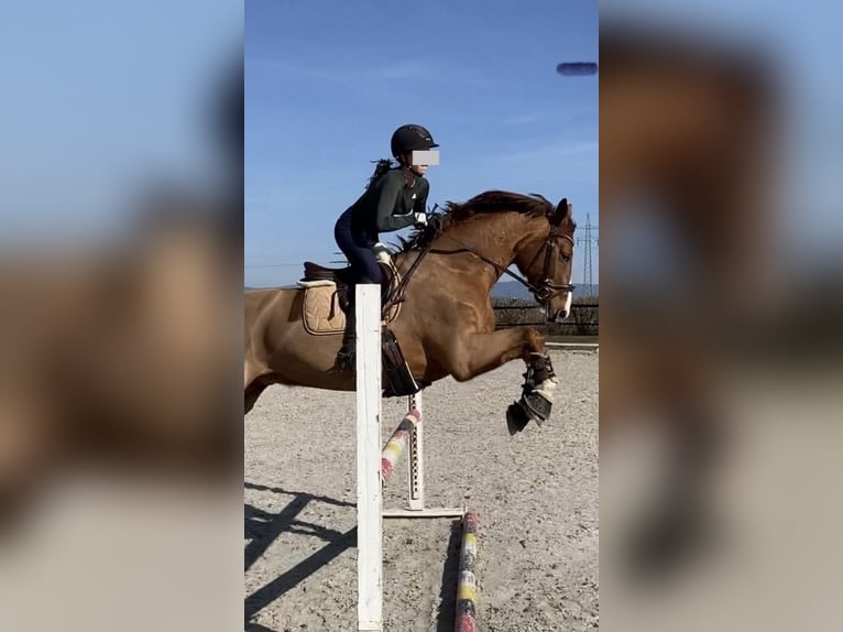 Oldenbourg Hongre 14 Ans 171 cm Alezan brûlé in Mariaposching ( bei Deggendorf )