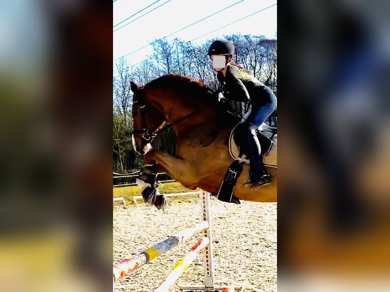 Oldenbourg Hongre 14 Ans 171 cm Alezan brûlé in Mariaposching ( bei Deggendorf )