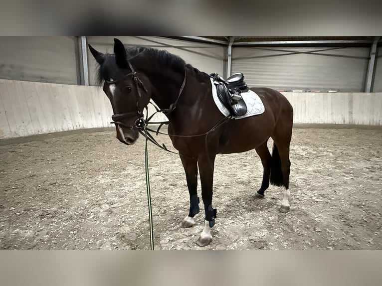 Oldenbourg Hongre 14 Ans 172 cm Bai brun foncé in Assamstadt