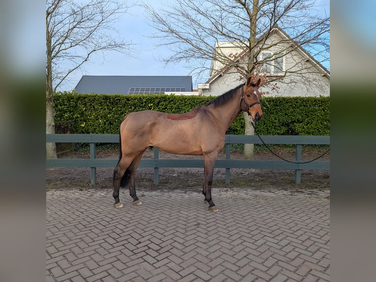 Oldenbourg Hongre 14 Ans 172 cm Bai in Bleiswijk