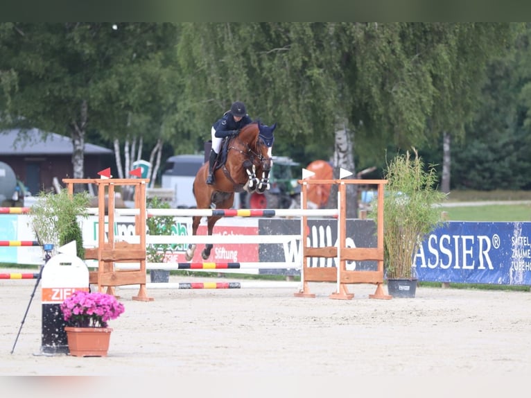 Oldenbourg Hongre 14 Ans 173 cm Bai in Isernhagen