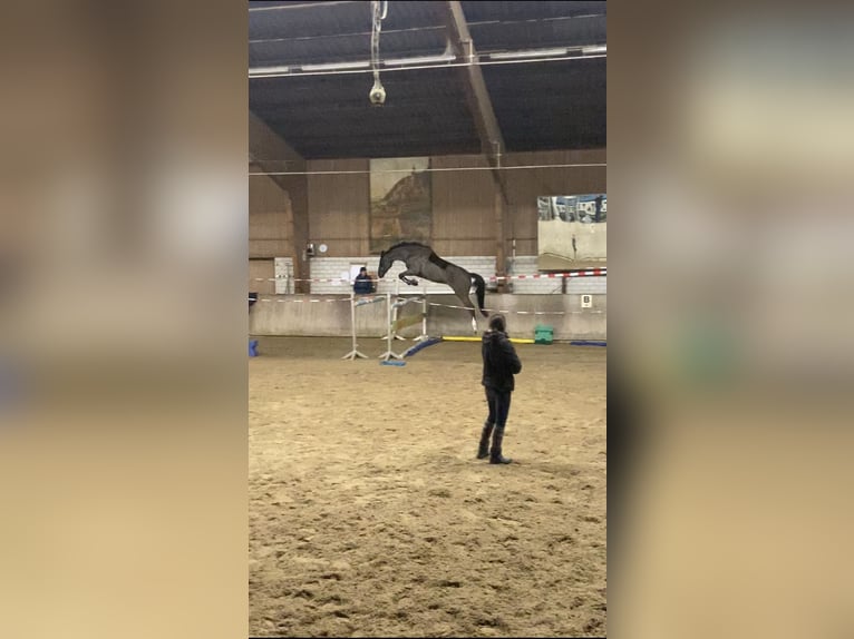 Oldenbourg Hongre 14 Ans 173 cm Noir in Baden-Baden