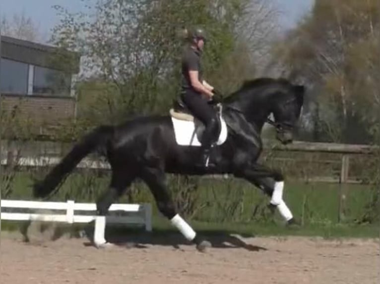 Oldenbourg Hongre 14 Ans 174 cm Bai brun foncé in Bassum