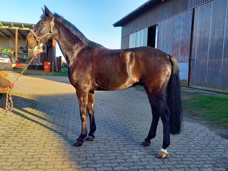 Oldenbourg Hongre 14 Ans 174 cm Bai brun foncé in Bassum