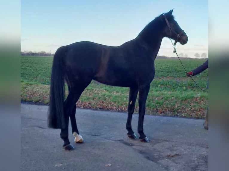 Oldenbourg Hongre 14 Ans 174 cm Bai brun foncé in Bassum