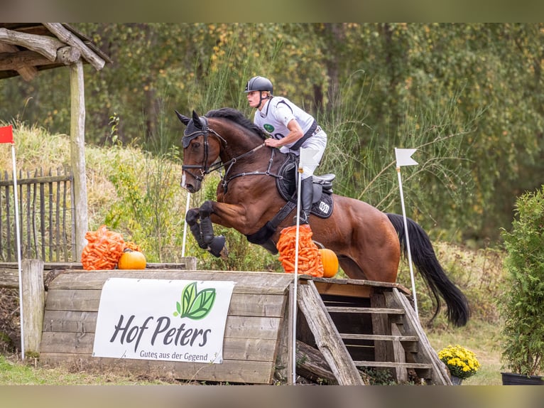 Oldenbourg Hongre 14 Ans 174 cm Bai in Dinklage
