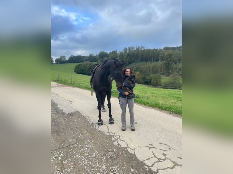 Oldenbourg Hongre 14 Ans 174 cm Bai in Gummersbach