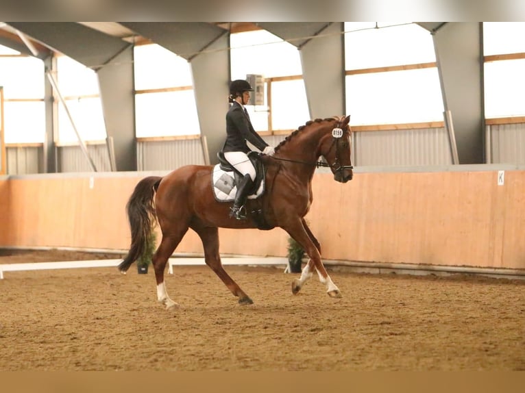 Oldenbourg Hongre 14 Ans 175 cm Alezan brûlé in Schwerte