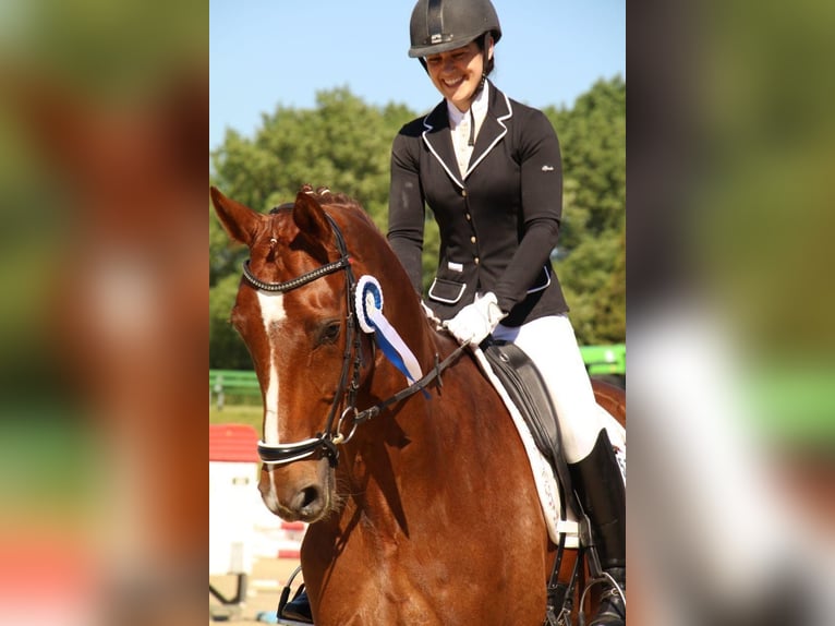 Oldenbourg Hongre 14 Ans 175 cm Alezan brûlé in Schwerte