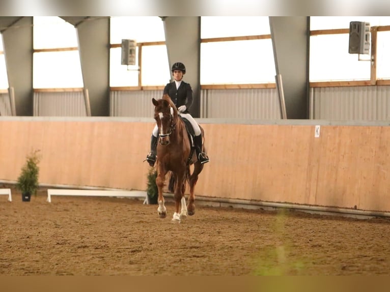 Oldenbourg Hongre 14 Ans 175 cm Alezan brûlé in Schwerte