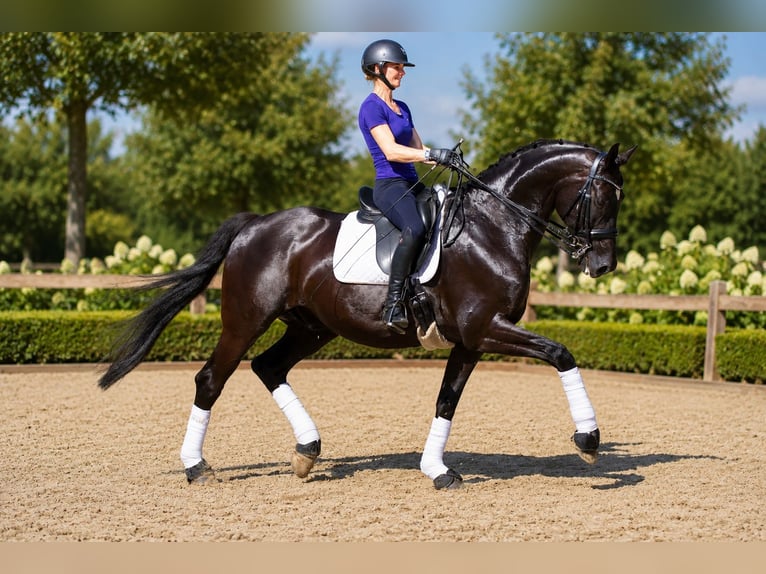 Oldenbourg Hongre 14 Ans 175 cm Noir in Rastede