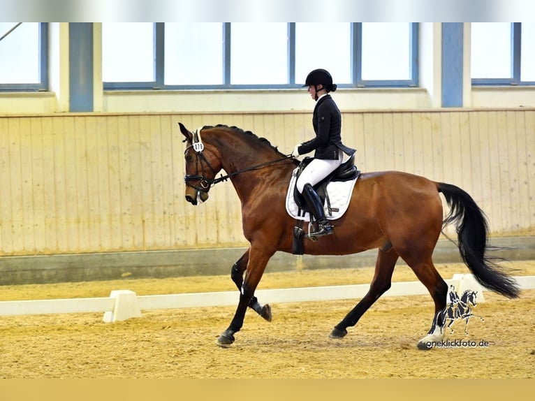Oldenbourg Hongre 14 Ans 176 cm Bai in Großlangheim