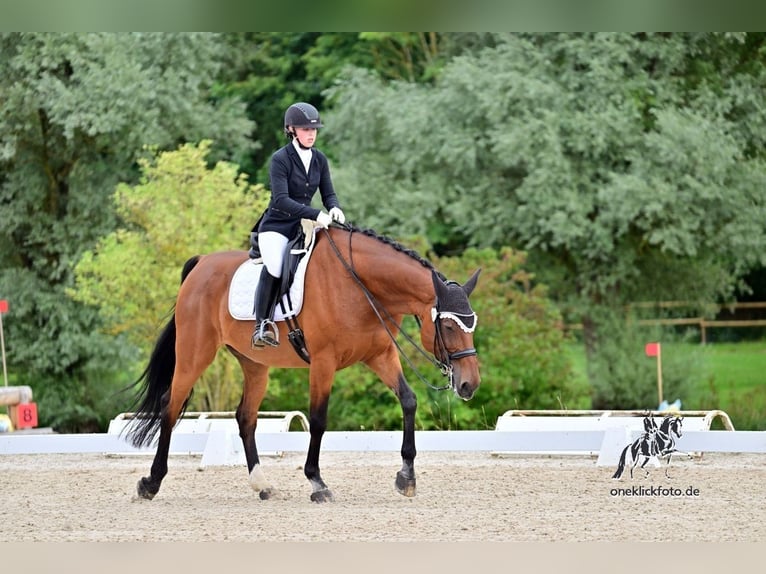 Oldenbourg Hongre 14 Ans 176 cm Bai in Großlangheim