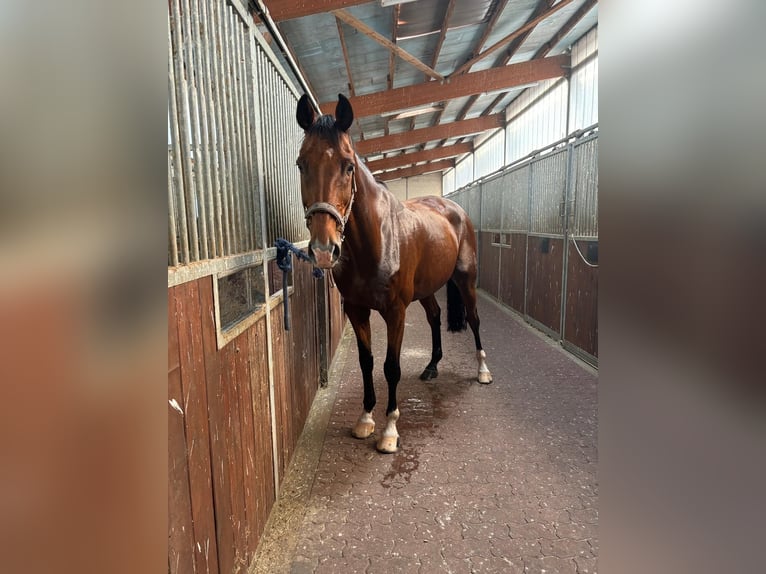 Oldenbourg Hongre 14 Ans 179 cm Bai in Schönwalde