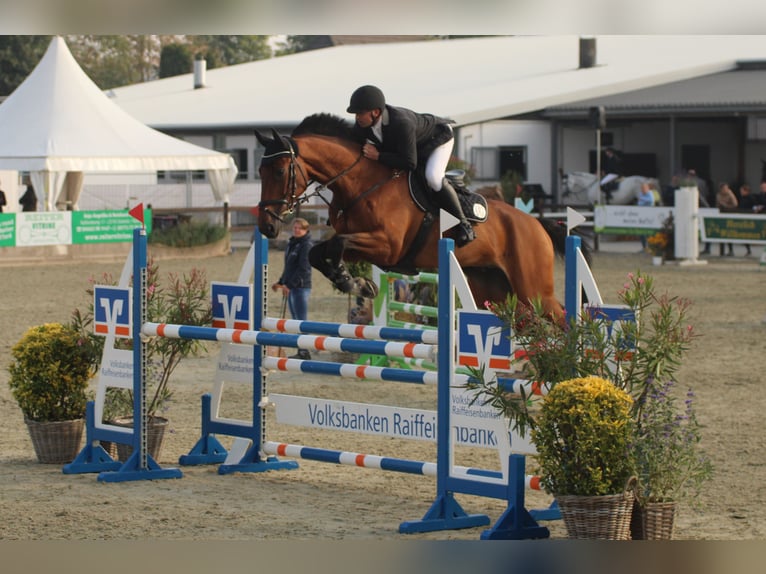 Oldenbourg Hongre 14 Ans 180 cm Bai in Tangstedt