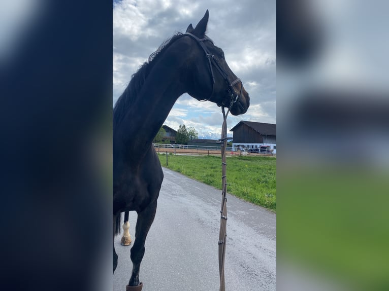 Oldenbourg Hongre 14 Ans 187 cm Bai brun foncé in Waakirchen