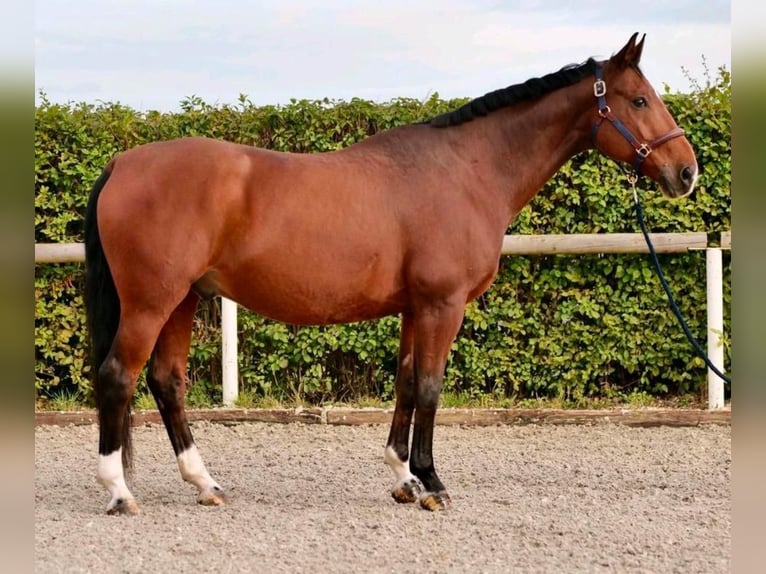 Oldenbourg Hongre 15 Ans 146 cm Bai in Lindlar