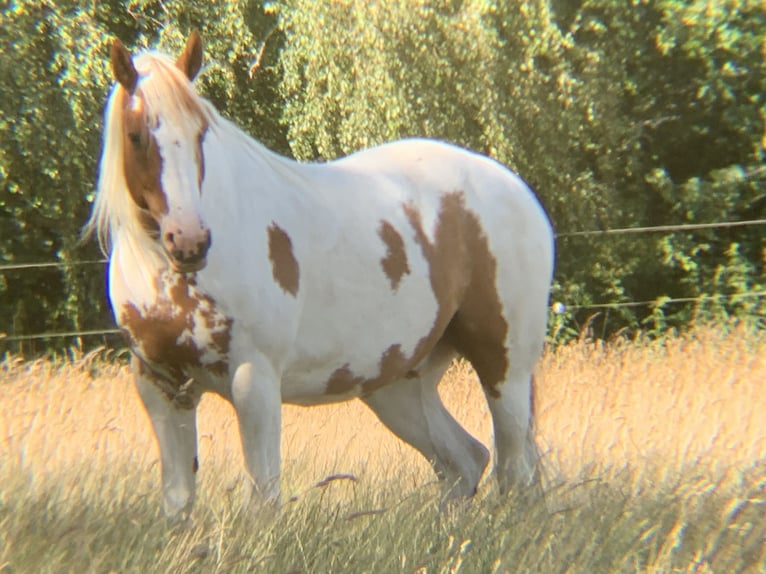 Oldenbourg Croisé Hongre 15 Ans 154 cm Pinto in Rostock