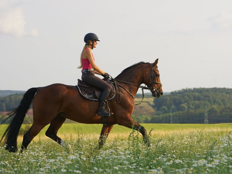 Oldenbourg Hongre 15 Ans 160 cm Bai in Remlingen