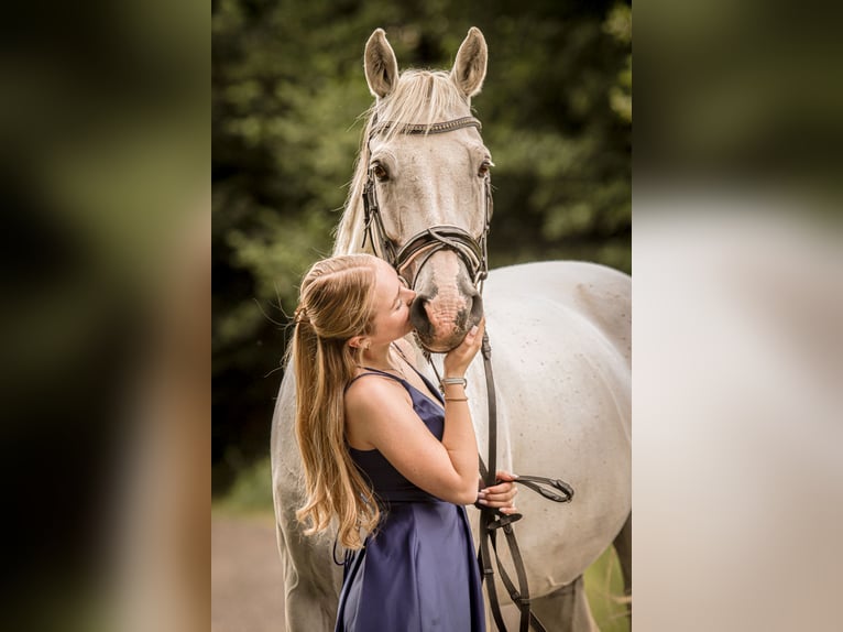 Oldenbourg Hongre 15 Ans 164 cm Gris in Neustadt (Hessen)