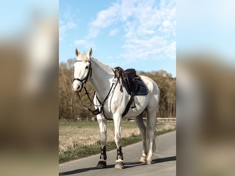 Oldenbourg Hongre 15 Ans 164 cm Gris in Neustadt (Hessen)