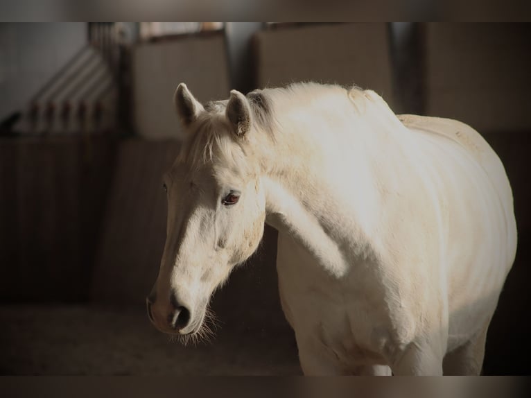 Oldenbourg Hongre 15 Ans 164 cm Gris in Neustadt (Hessen)