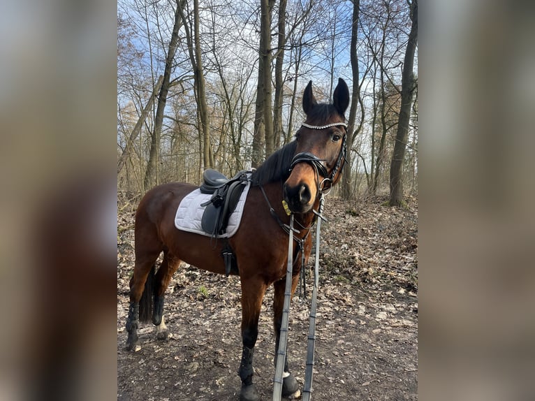 Oldenbourg Hongre 15 Ans 165 cm Bai in Erftstadt