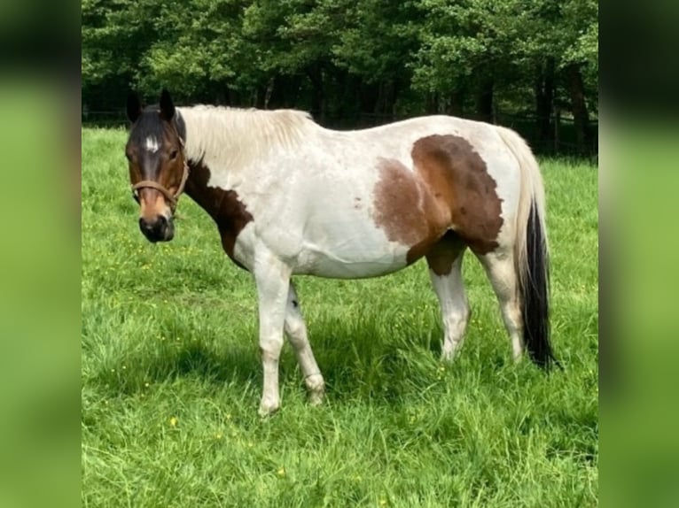 Oldenbourg Hongre 15 Ans 166 cm Pinto in Wedemark
