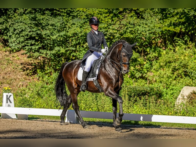 Oldenbourg Hongre 15 Ans 167 cm Bai in Molfsee