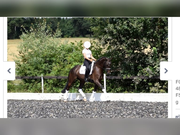 Oldenbourg Hongre 15 Ans 168 cm Bai brun in Schriesheim