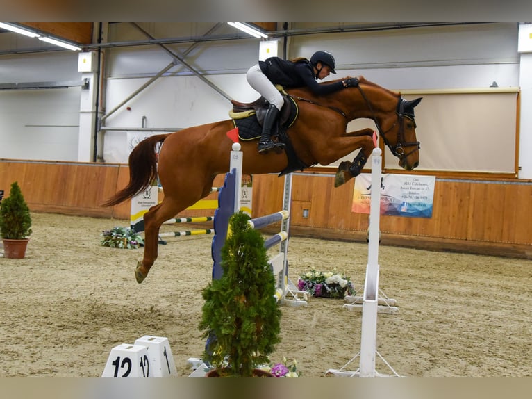 Oldenbourg Hongre 15 Ans 170 cm Alezan brûlé in Debrecen