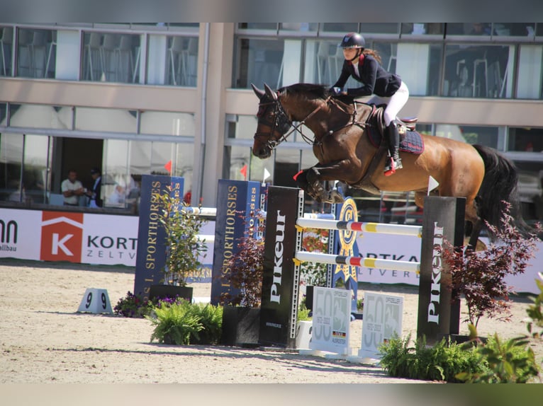 Oldenbourg Hongre 15 Ans 170 cm Bai in Oberstadion