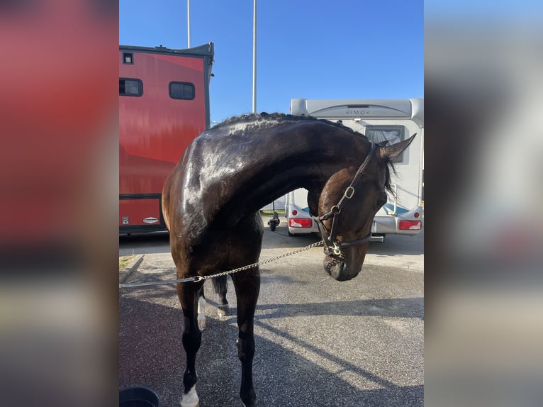 Oldenbourg Hongre 15 Ans 170 cm Bai in Oberstadion