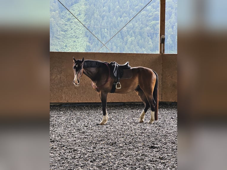 Oldenbourg Hongre 15 Ans 171 cm Bai brun in Frohnleiten