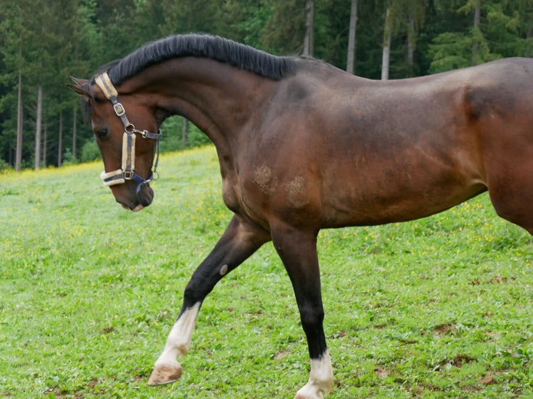 Oldenbourg Hongre 15 Ans 171 cm Bai brun in Frohnleiten