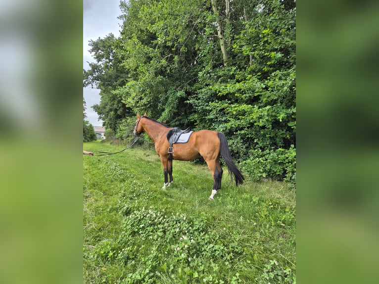 Oldenbourg Hongre 15 Ans 171 cm Bai clair in Kropp