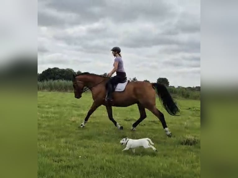 Oldenbourg Hongre 15 Ans 171 cm Bai clair in Kropp