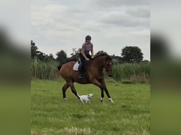 Oldenbourg Hongre 15 Ans 171 cm Bai clair in Kropp