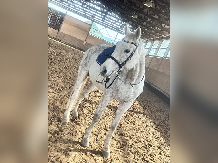 Oldenbourg Hongre 15 Ans 173 cm Gris moucheté in Blankenhain