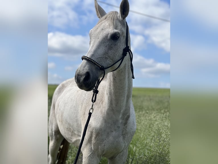 Oldenbourg Hongre 15 Ans 173 cm Gris moucheté in Blankenhain