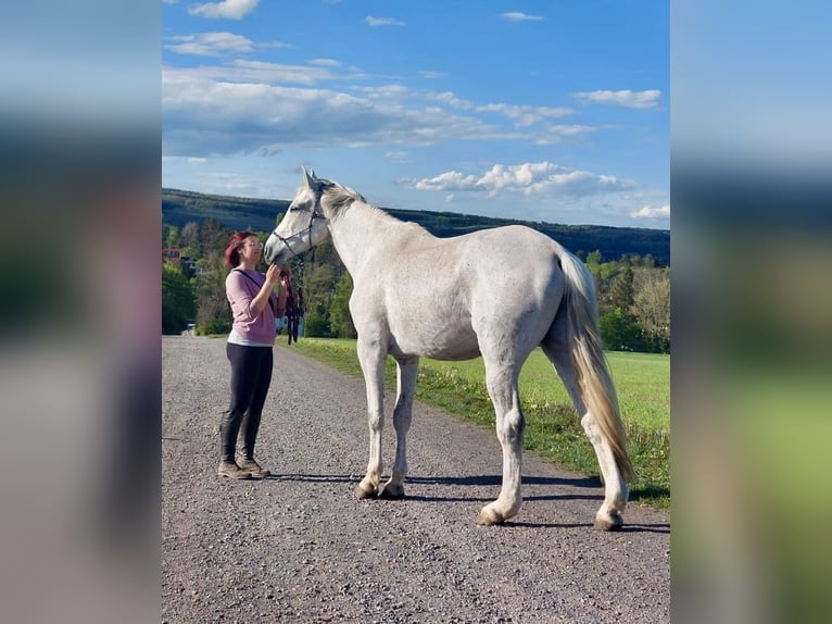 Oldenbourg Hongre 15 Ans 173 cm Gris moucheté in Blankenhain